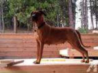 Rhodesian Ridgeback Puppy for sale in WINSTON, OR, USA
