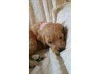 Goldendoodle Puppy for sale in Indianapolis, IN, USA