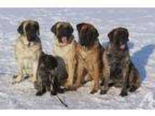 Mastiff Puppy for sale in MANSFIELD, OH, USA