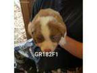 Australian Shepherd Puppy for sale in Fredericksburg, VA, USA