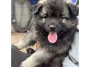 Keeshond Puppy for sale in Portland, OR, USA