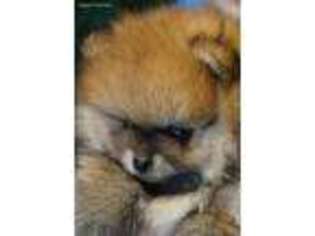 Pomeranian Puppy for sale in Santa Rosa, CA, USA