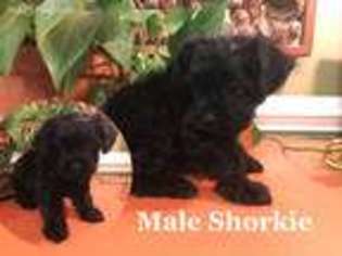 Shorkie Tzu Puppy for sale in Staunton, VA, USA