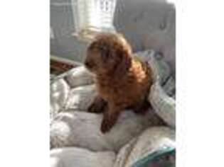 Goldendoodle Puppy for sale in Gainesville, VA, USA