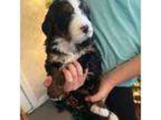Bernese Mountain Dog Puppy for sale in Rawson, OH, USA