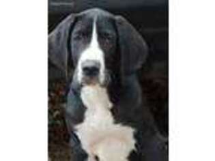 Great Dane Puppy for sale in Winston Salem, NC, USA