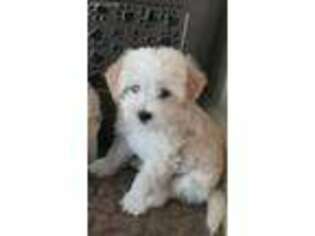 Mutt Puppy for sale in Streamwood, IL, USA