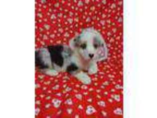 Pembroke Welsh Corgi Puppy for sale in Telephone, TX, USA