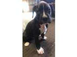 Boxer Puppy for sale in Mineral Wells, WV, USA