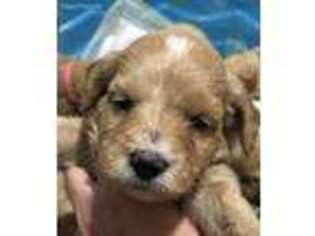 Goldendoodle Puppy for sale in Blairsville, GA, USA
