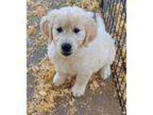 Mutt Puppy for sale in Fowlerville, MI, USA