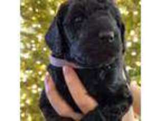 Labradoodle Puppy for sale in Woonsocket, RI, USA
