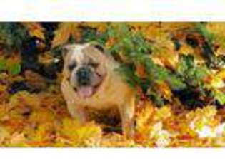 Olde English Bulldogge Puppy for sale in WHITE SALMON, WA, USA