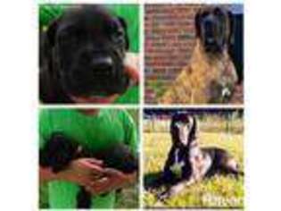 Great Dane Puppy for sale in Picayune, MS, USA