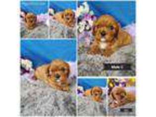 Cavalier King Charles Spaniel Puppy for sale in Mount Pleasant, IA, USA