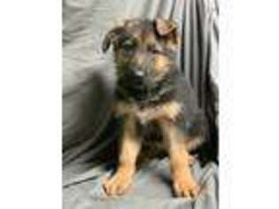 German Shepherd Dog Puppy for sale in Homewood, IL, USA