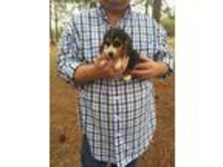 Beagle Puppy for sale in Hazlehurst, GA, USA