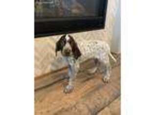 German Shorthaired Pointer Puppy for sale in Spring, TX, USA