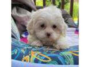 Shih-Poo Puppy for sale in Pottstown, PA, USA