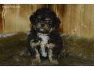 Mutt Puppy for sale in Seymour, IA, USA