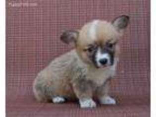 Pembroke Welsh Corgi Puppy for sale in Urbana, OH, USA