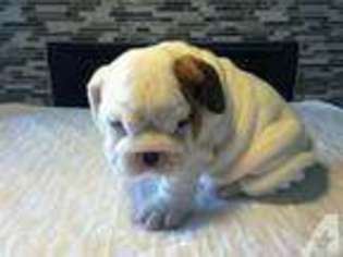 Bulldog Puppy for sale in YAKIMA, WA, USA