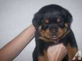 Rottweiler Puppy for sale in CLINTON, MA, USA