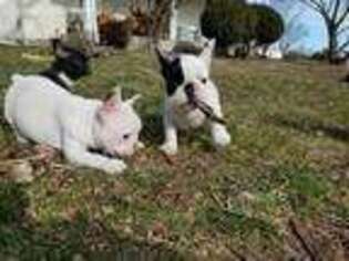 French Bulldog Puppy for sale in White Post, VA, USA