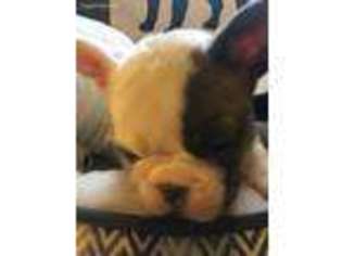 French Bulldog Puppy for sale in Harrisburg, NC, USA
