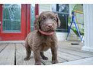 Goldendoodle Puppy for sale in Belfry, KY, USA
