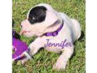 American Bulldog Puppy for sale in Cobbtown, GA, USA
