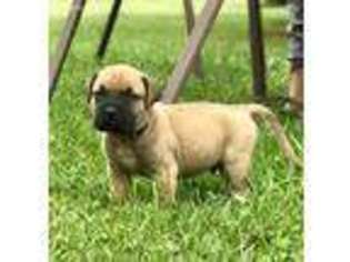 Bullmastiff Puppy for sale in Mc Dowell, VA, USA