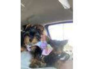 Yorkshire Terrier Puppy for sale in Sherwood, MI, USA