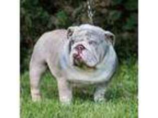 Bulldog Puppy for sale in Revere, MO, USA