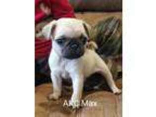 Pug Puppy for sale in Manns Choice, PA, USA