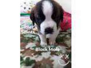 Saint Bernard Puppy for sale in Wolverine, MI, USA