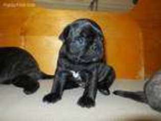 Buggs Puppy for sale in North Haledon, NJ, USA