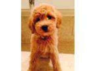 Goldendoodle Puppy for sale in Sterling, OK, USA