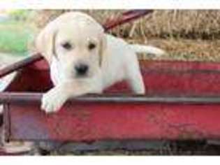 Labrador Retriever Puppy for sale in Tuscola, IL, USA