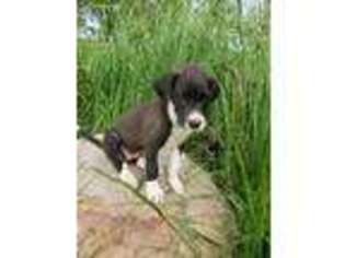Great Dane Puppy for sale in Weatherby, MO, USA