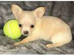 Chihuahua Puppy for sale in Oklahoma City, OK, USA