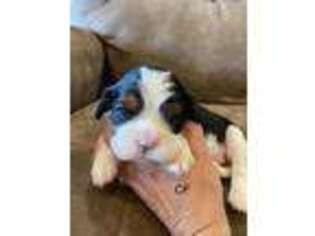 Cavalier King Charles Spaniel Puppy for sale in West Point, IA, USA