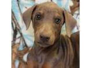 Doberman Pinscher Puppy for sale in Dublin, TX, USA
