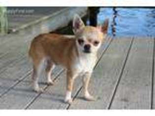 Chihuahua Puppy for sale in Milton, FL, USA