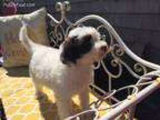 Portuguese Water Dog Puppy for sale in Sandwich, MA, USA