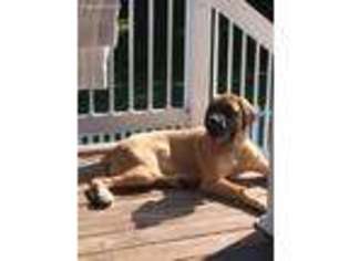 Mastiff Puppy for sale in Mohnton, PA, USA