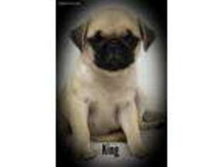 Pug Puppy for sale in Louise, TX, USA