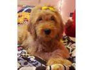 Goldendoodle Puppy for sale in Waverly, OH, USA