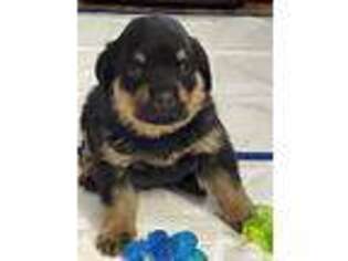 Rottweiler Puppy for sale in Richmond, IN, USA
