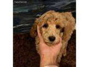 Mutt Puppy for sale in Dover, MA, USA
